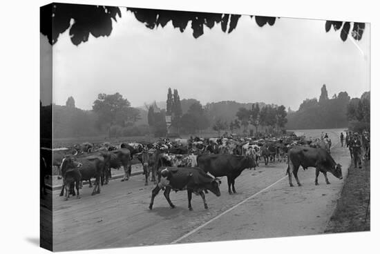 Longchamp Racecourse Transformed into a Cattle Enclosure, Near the Mill of Longchamp, Paris, 1914-Jacques Moreau-Stretched Canvas