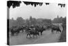 Longchamp Racecourse Transformed into a Cattle Enclosure, Near the Mill of Longchamp, Paris, 1914-Jacques Moreau-Stretched Canvas