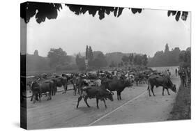 Longchamp Racecourse Transformed into a Cattle Enclosure, Near the Mill of Longchamp, Paris, 1914-Jacques Moreau-Stretched Canvas