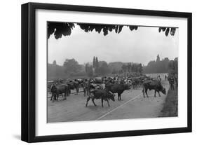 Longchamp Racecourse Transformed into a Cattle Enclosure, Near the Mill of Longchamp, Paris, 1914-Jacques Moreau-Framed Photographic Print