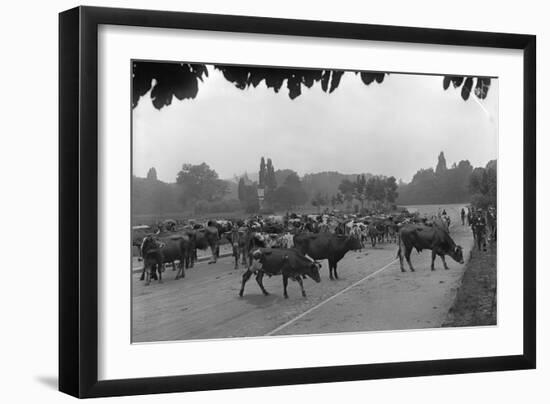 Longchamp Racecourse Transformed into a Cattle Enclosure, Near the Mill of Longchamp, Paris, 1914-Jacques Moreau-Framed Photographic Print