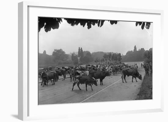 Longchamp Racecourse Transformed into a Cattle Enclosure, Near the Mill of Longchamp, Paris, 1914-Jacques Moreau-Framed Photographic Print