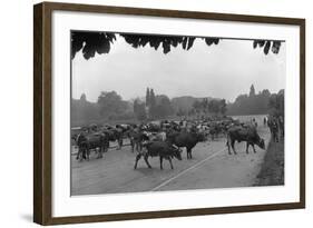 Longchamp Racecourse Transformed into a Cattle Enclosure, Near the Mill of Longchamp, Paris, 1914-Jacques Moreau-Framed Photographic Print