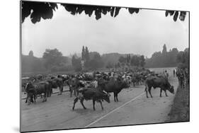 Longchamp Racecourse Transformed into a Cattle Enclosure, Near the Mill of Longchamp, Paris, 1914-Jacques Moreau-Mounted Photographic Print