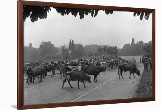 Longchamp Racecourse Transformed into a Cattle Enclosure, Near the Mill of Longchamp, Paris, 1914-Jacques Moreau-Framed Photographic Print