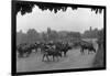 Longchamp Racecourse Transformed into a Cattle Enclosure, Near the Mill of Longchamp, Paris, 1914-Jacques Moreau-Framed Photographic Print