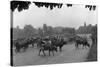 Longchamp Racecourse Transformed into a Cattle Enclosure, Near the Mill of Longchamp, Paris, 1914-Jacques Moreau-Stretched Canvas