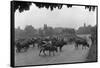Longchamp Racecourse Transformed into a Cattle Enclosure, Near the Mill of Longchamp, Paris, 1914-Jacques Moreau-Framed Stretched Canvas