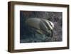 Longfin Spadefish, Beqa Lagoon, Fiji-Stocktrek Images-Framed Photographic Print