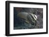 Longfin Spadefish, Beqa Lagoon, Fiji-Stocktrek Images-Framed Photographic Print