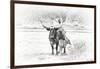 Longhorn & Baby-David Drost-Framed Photographic Print