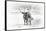Longhorn & Baby-David Drost-Framed Stretched Canvas