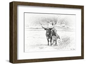 Longhorn & Baby-David Drost-Framed Photographic Print