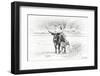 Longhorn & Baby-David Drost-Framed Photographic Print