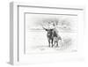 Longhorn & Baby-David Drost-Framed Photographic Print