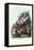 Longhorn Beetle, 1863-79-Raimundo Petraroja-Framed Stretched Canvas