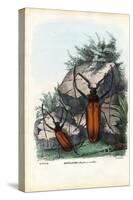 Longhorn Beetle, 1863-79-Raimundo Petraroja-Stretched Canvas