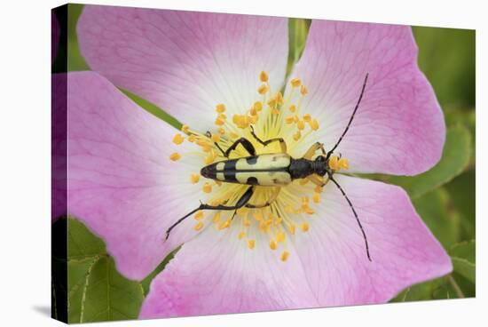 Longhorn Beetle (Rutpela - Strangalia Maculata) Feeding on Dog Rose Flower-Rod Williams-Stretched Canvas