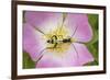 Longhorn Beetle (Rutpela - Strangalia Maculata) Feeding on Dog Rose Flower-Rod Williams-Framed Photographic Print