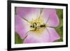 Longhorn Beetle (Rutpela - Strangalia Maculata) Feeding on Dog Rose Flower-Rod Williams-Framed Photographic Print