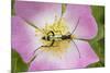Longhorn Beetle (Rutpela - Strangalia Maculata) Feeding on Dog Rose Flower-Rod Williams-Mounted Photographic Print