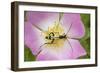 Longhorn Beetle (Rutpela - Strangalia Maculata) Feeding on Dog Rose Flower-Rod Williams-Framed Photographic Print