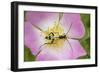Longhorn Beetle (Rutpela - Strangalia Maculata) Feeding on Dog Rose Flower-Rod Williams-Framed Photographic Print