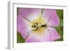 Longhorn Beetle (Rutpela - Strangalia Maculata) Feeding on Dog Rose Flower-Rod Williams-Framed Photographic Print