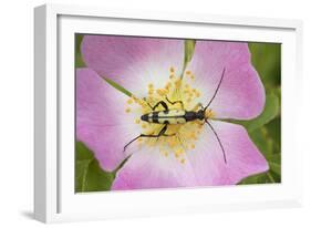 Longhorn Beetle (Rutpela - Strangalia Maculata) Feeding on Dog Rose Flower-Rod Williams-Framed Photographic Print