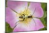 Longhorn Beetle (Rutpela - Strangalia Maculata) Feeding on Dog Rose Flower-Rod Williams-Mounted Photographic Print