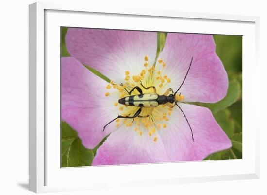 Longhorn Beetle (Rutpela - Strangalia Maculata) Feeding on Dog Rose Flower-Rod Williams-Framed Photographic Print