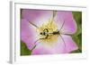 Longhorn Beetle (Rutpela - Strangalia Maculata) Feeding on Dog Rose Flower-Rod Williams-Framed Photographic Print