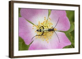 Longhorn Beetle (Rutpela - Strangalia Maculata) Feeding on Dog Rose Flower-Rod Williams-Framed Photographic Print