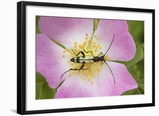 Longhorn Beetle (Rutpela - Strangalia Maculata) Feeding on Dog Rose Flower-Rod Williams-Framed Photographic Print