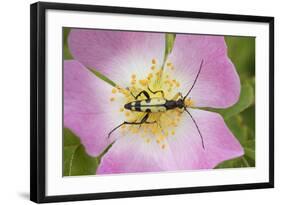 Longhorn Beetle (Rutpela - Strangalia Maculata) Feeding on Dog Rose Flower-Rod Williams-Framed Photographic Print