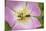 Longhorn Beetle (Rutpela - Strangalia Maculata) Feeding on Dog Rose Flower-Rod Williams-Mounted Photographic Print