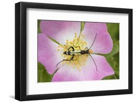 Longhorn Beetle (Rutpela - Strangalia Maculata) Feeding on Dog Rose Flower-Rod Williams-Framed Photographic Print