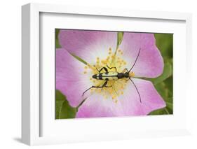 Longhorn Beetle (Rutpela - Strangalia Maculata) Feeding on Dog Rose Flower-Rod Williams-Framed Photographic Print