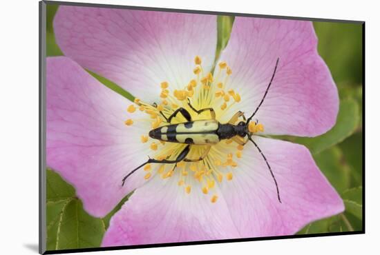 Longhorn Beetle (Rutpela - Strangalia Maculata) Feeding on Dog Rose Flower-Rod Williams-Mounted Photographic Print