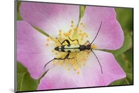 Longhorn Beetle (Rutpela - Strangalia Maculata) Feeding on Dog Rose Flower-Rod Williams-Mounted Photographic Print