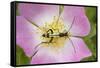 Longhorn Beetle (Rutpela - Strangalia Maculata) Feeding on Dog Rose Flower-Rod Williams-Framed Stretched Canvas