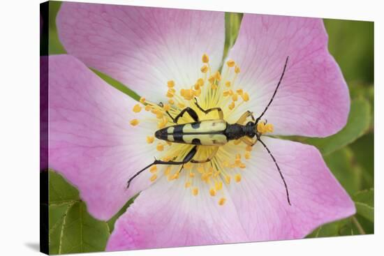 Longhorn Beetle (Rutpela - Strangalia Maculata) Feeding on Dog Rose Flower-Rod Williams-Stretched Canvas