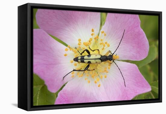 Longhorn Beetle (Rutpela - Strangalia Maculata) Feeding on Dog Rose Flower-Rod Williams-Framed Stretched Canvas