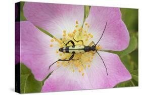 Longhorn Beetle (Rutpela - Strangalia Maculata) Feeding on Dog Rose Flower-Rod Williams-Stretched Canvas