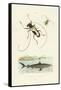 Longhorn Beetles, 1833-39-null-Framed Stretched Canvas