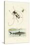 Longhorn Beetles, 1833-39-null-Stretched Canvas