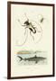 Longhorn Beetles, 1833-39-null-Framed Giclee Print