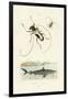 Longhorn Beetles, 1833-39-null-Framed Giclee Print