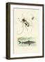 Longhorn Beetles, 1833-39-null-Framed Giclee Print