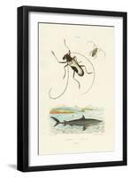 Longhorn Beetles, 1833-39-null-Framed Giclee Print